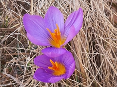 Crocus versicolor