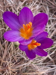 Crocus versicolor