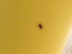 Horvathiolus guttatus
