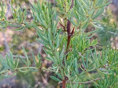 Asparagus racemosus