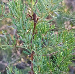 Asparagus racemosus