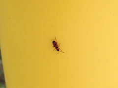 Horvathiolus guttatus