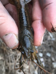Procambarus acutus