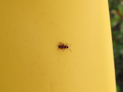 Horvathiolus guttatus