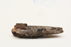 Xylena thoracica
