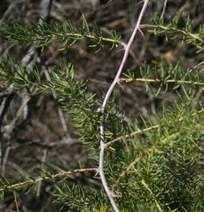 Asparagus racemosus