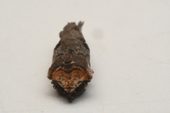 Xylena thoracica
