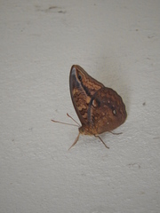 Opsiphanes boisduvallii