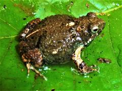 Engystomops pustulosus