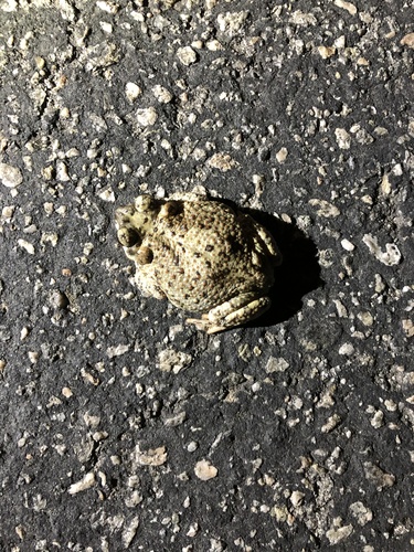 iNaturalist observation photo of Red-spotted Toad