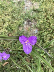 Tradescantia virginiana