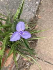Tradescantia virginiana