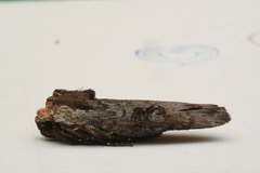 Xylena thoracica