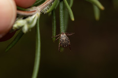 Dermacentor marginatus