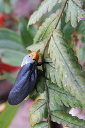 Giant Malagasy Raintree Spittlebug
