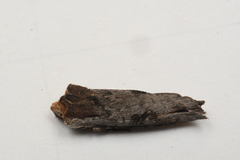 Xylena thoracica