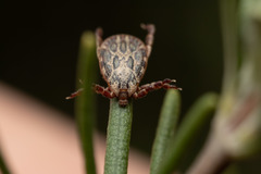 Dermacentor marginatus