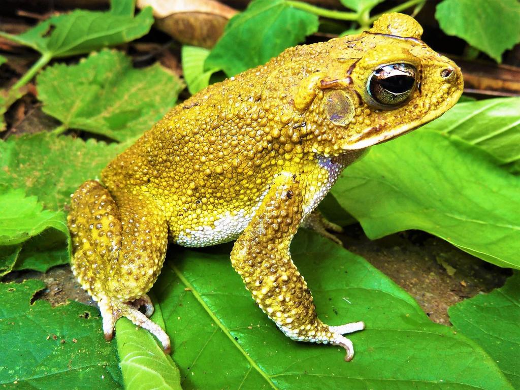 Yellow Toad