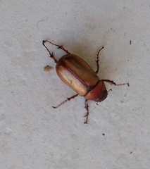 Phyllophaga plaei