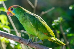 Amazona rhodocorytha
