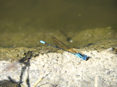 Argia rhoadsi
