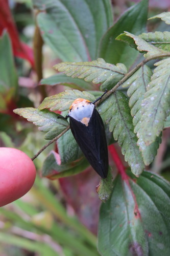 Giant Malagasy Raintree Spittlebug
