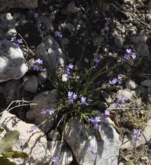 Verbena perennis