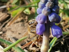 Apis mellifera
