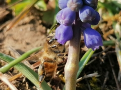 Apis mellifera