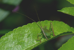 Barbitistes fischeri