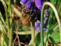 Apis mellifera