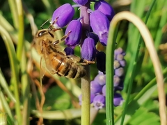 Apis mellifera