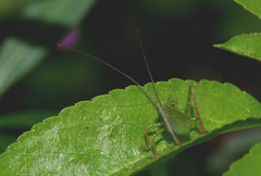 Barbitistes fischeri