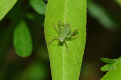 Barbitistes fischeri