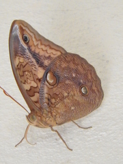 Opsiphanes boisduvallii
