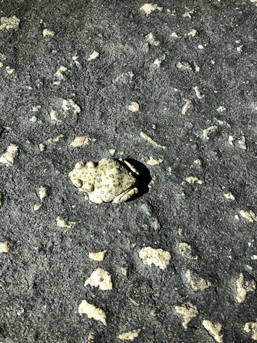 iNaturalist observation photo of Red-spotted Toad