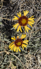 Gaillardia multiceps