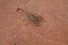 Centruroides infamatus
