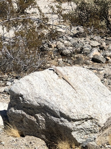 iNaturalist observation photo of Desert Iguana