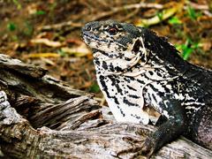 Ctenosaura palearis