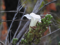Ipomoea proxima