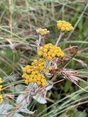 Helichrysum thapsus