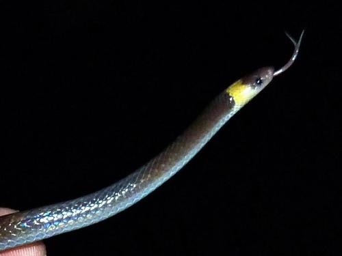 Enulius flavitorques