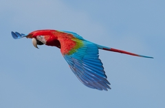 Red-And-Green Macaw photo 3