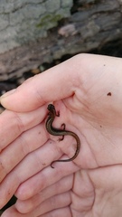 Eurycea quadridigitata