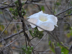 Ipomoea proxima