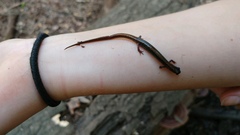 Eurycea quadridigitata