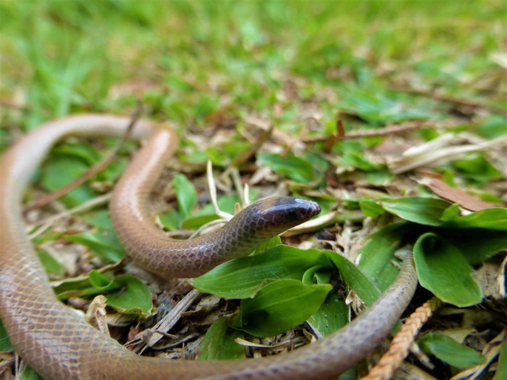 Tantilla vermiformis (Guía de Serpientes en Honduras) · iNaturalist