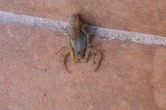 Centruroides infamatus