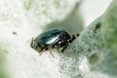 Psylliodes chalcomera